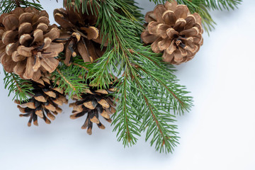 Brown pine cone on white background with clipping pass