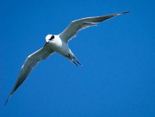 Common tern in flight