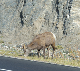 Bighorn Sheep along roadway in Jasper