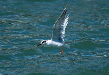 Common tern in flight