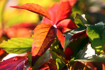 Close-up of fall-colored leaves