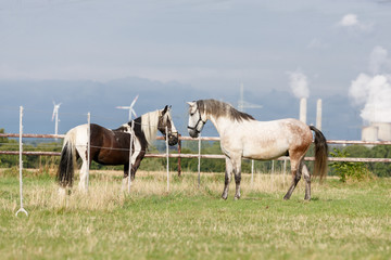 Pferde begrüßen sich auf der Weide