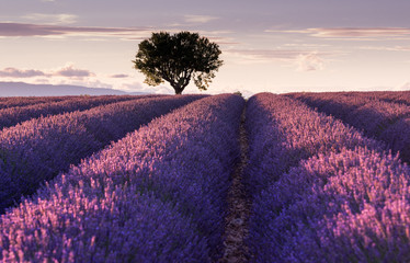 Enchanting Provence: Magical Landscape - Solitary Tree Amidst Waves of Lavender at Sunset, Valensole, Violet Symphony and purple Celestial Reflections