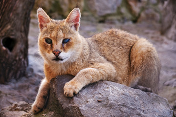 Captive blind Jungle cat - cage in a Zoo