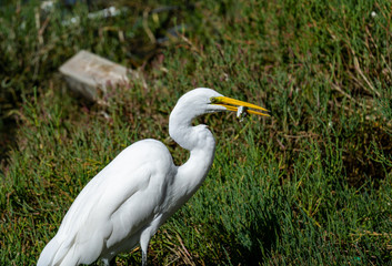 Great snowy egret catching a small fish. 