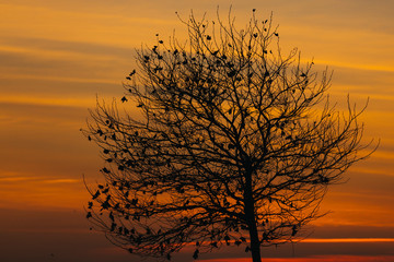 Silhouette of spiritual tree at sunset time