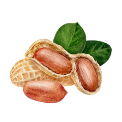 Peanut composition watercolor isolated on white background