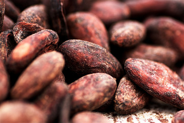 Cacao en el Caribe