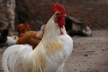 Hühner, Enten, Bauernhof