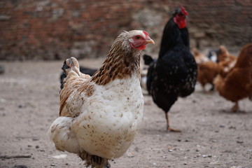 Hühner, Enten, Bauernhof