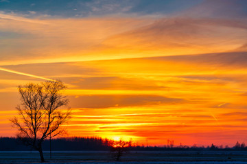 Bright sunset with tree silhouette