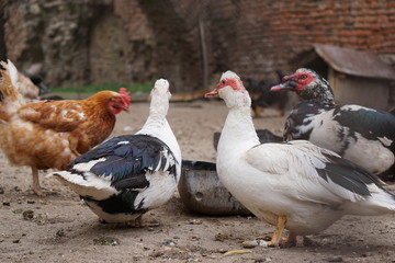 Hühner, Enten, Bauernhof