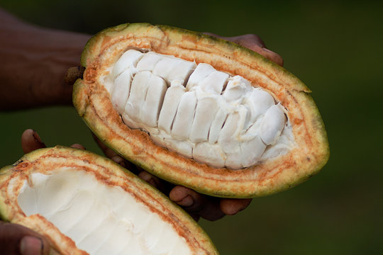 Cacao en el Caribe