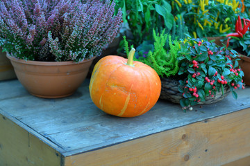 An unusual autumn pumpkin in the backyard of a farm