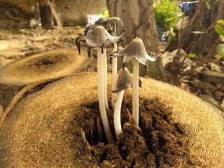 Cogumelos em árvore