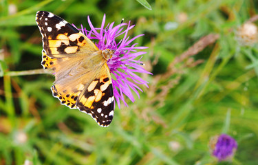 Butterfly Distelfalter vanessa cardui