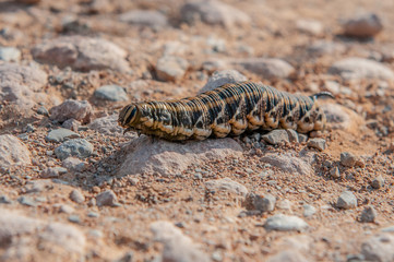 caterpillar crawls on a floor full of stones