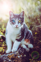 Obraz premium kot z oczami w innym kolorze, siedząc na trawie