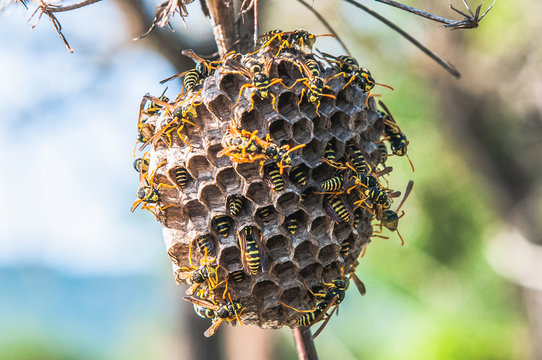wasp hive on a thin branch - Powered by Adobe