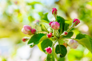 Blossoming branches of the apple tree on spring