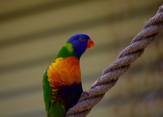Lorikeet perched on rope line. Blue mountain and green-naped lorikeets of australia