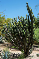 Close up of a spiky cactus