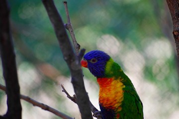 Green naped lorikeet. Eye and beak visible as bird stretches on branch to climb.