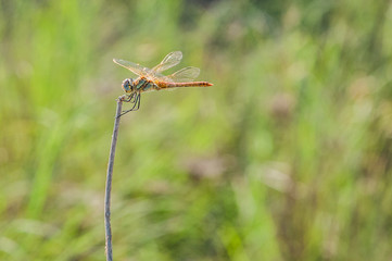 dragonfly on a stick and a green background