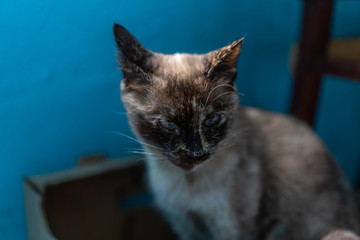 Homeless beautiful gray cat with blue eyes.