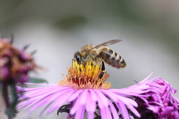 Wildbiene auf Herbstaster