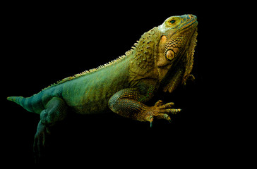 iguana