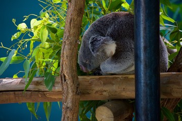 Queensland koala resting on pearch. Phascoarctos cinereus face up close, size profile.