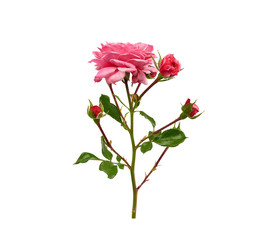 branch with green leaves and pink blooming rose buds isolated on white background