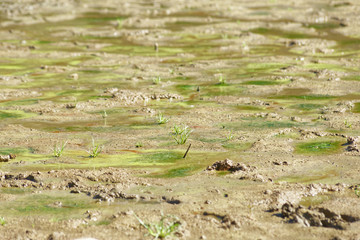 Moss and dirt on a dried lake bottom at Belgrad Forest Lake in Turkey. Bottom of the lake is come out as water drawdown in the summer season.