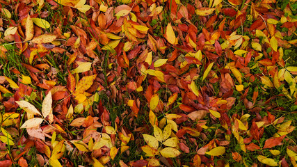 Yellow, orange and red autumn leaves in beautiful fall park. Colorful foliage in the park. Falling leaves natural background