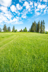 Obraz premium Bergwiese mit Fahrspuren in Bayern