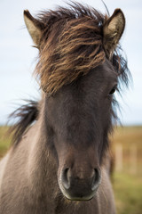 Fototapeta premium Islandpferd im Portrait