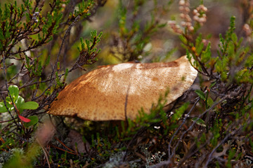 close-up of a fungus that is close to different types of forest shrubs
