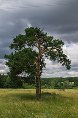 Fototapeta na wymiar pine on the background of the forest and cloudy sky