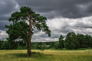 Fototapeta na wymiar pine on the background of the forest and cloudy sky