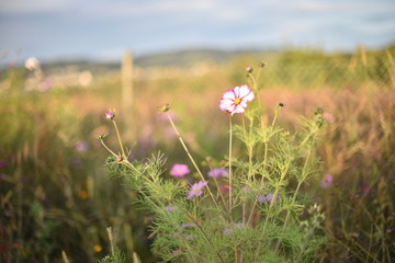 Tender background with meadow flowers