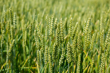 Beautiful nature on a bright sunny day