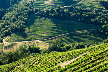 High angle view of green vineyards on hills in valley