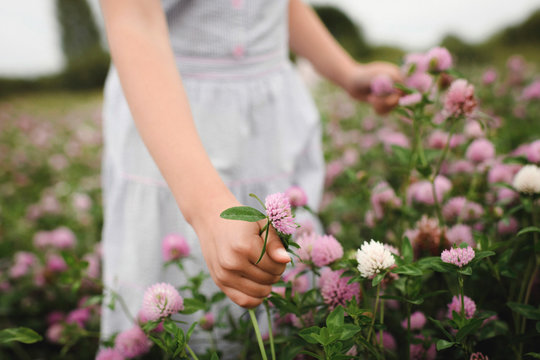 Girl's hands with clover flowers