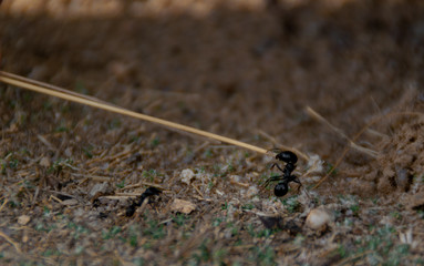 big ant protecting the anthill