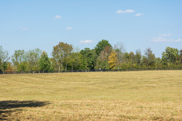 Obraz premium Row of Trees