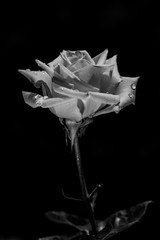 Fototapeta na wymiar rose on black