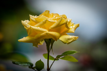 yellow rose with water drops of dew on black background