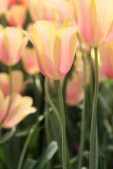 tulips in the garden