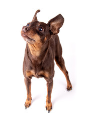 miniature brown pinsher dog looking up